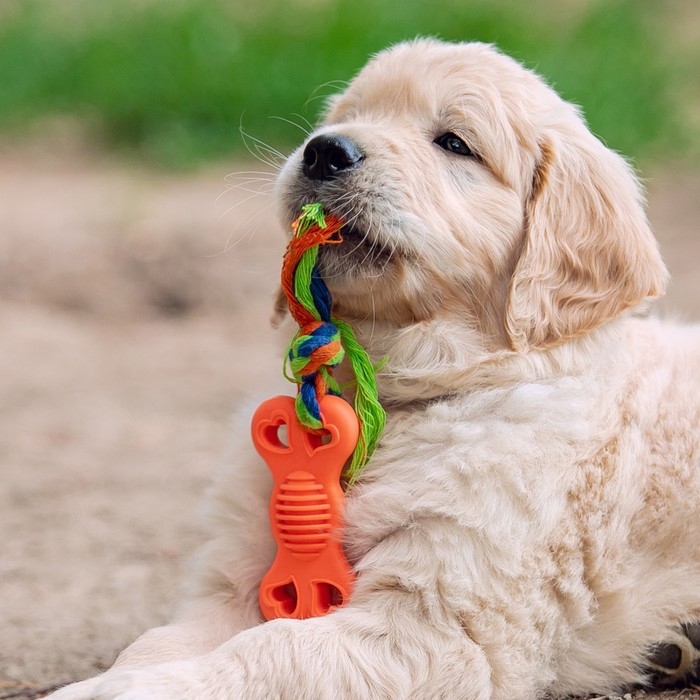 Игрушка жевательная с канатом Игрушка жевательная с канатом "Косточка на привязи", 9,5 см, розовая