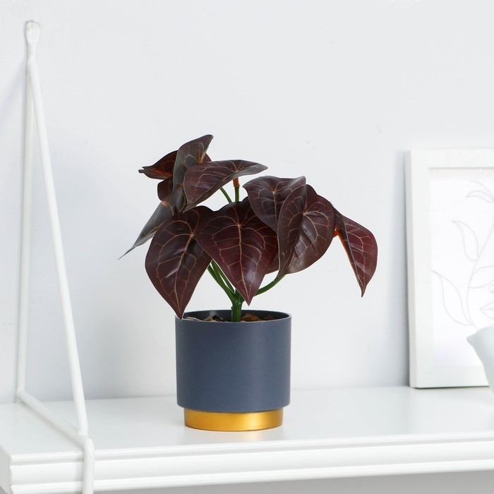 Бонсай в горшке Бонсай в горшке "Алоказия колор" 7,5х15 см