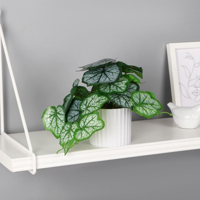 Бонсай в горшке Бонсай в горшке "Гейхера элегант" 9х15 см, зелёный