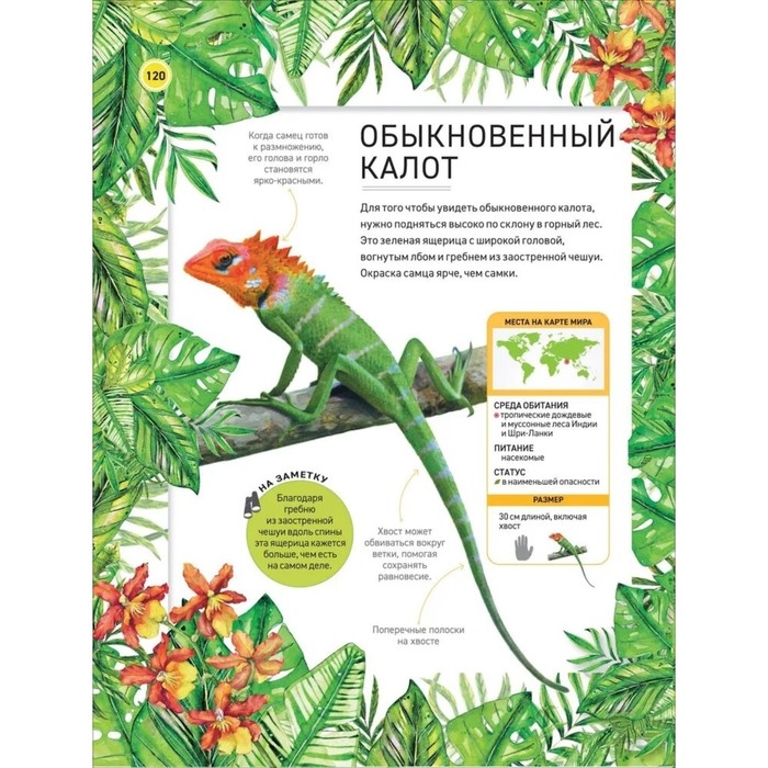 Энциклопедия «Удивительные животные» Энциклопедия «Удивительные животные»