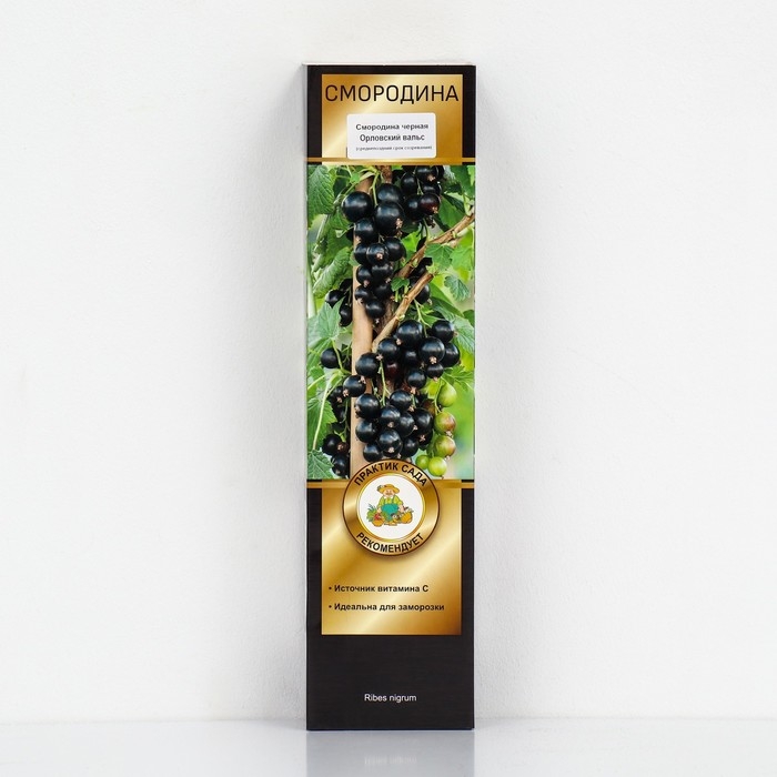 Смородина черная «Орловский вальс », перспективные сорта, саженец, 1 шт., туба Смородина черная «Орловский вальс », перспективные сорта, саженец, 1 шт., туба