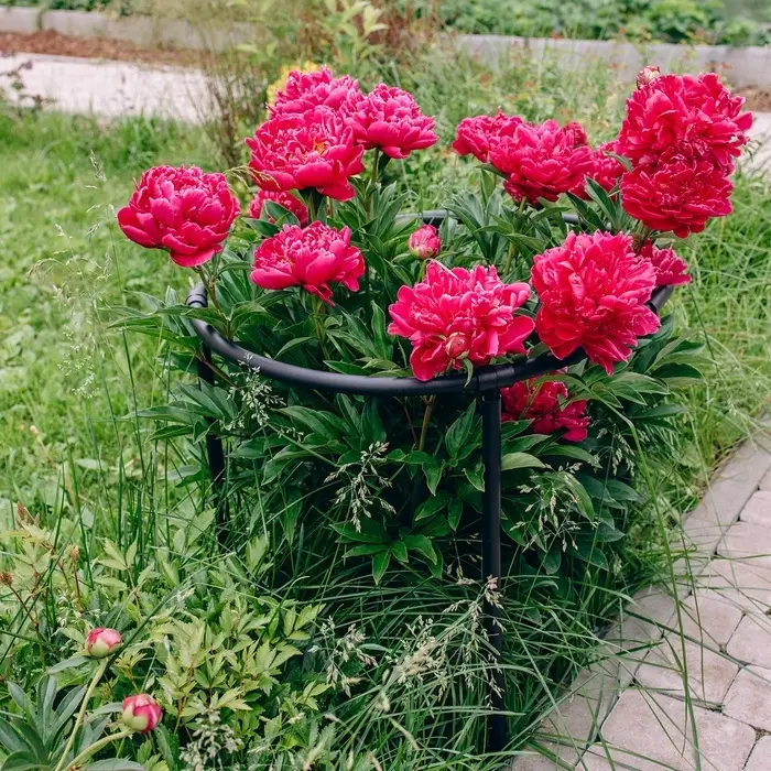 Кустодержатель, d=80 см, h=50 см, ножка d=2 см, пластик, чёрный, &laquo;Смородина +&raquo;