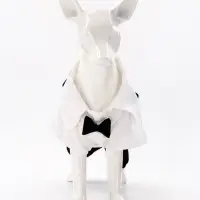 Костюм для животных "Джентельмен", размер M (ДС 30, ОГ 40 см)