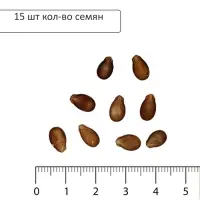 Семена Арбуз Фаворит 10 шт. +5 шт. бесплатно