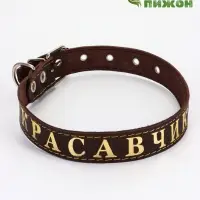 Ошейник &laquo;Красавчик&raquo;, 60&times;2.5 см, однослойный, тиснение фольгой, кожа, цвет МИКС