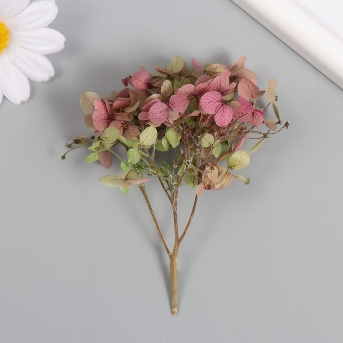 Сухоцвет Сухоцвет "Гортензия" зелёно-красный h=6-6,5 см