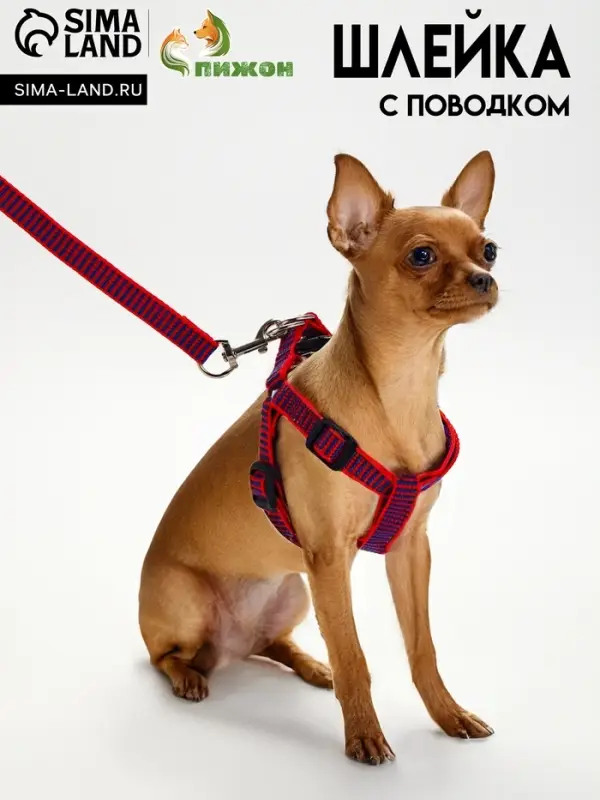 Комплект амуниции рельефный, поводок 120&times;1.5 см, ОГ 36-49 см, красно-синий