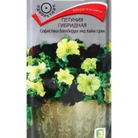 Семена цветов Петуния гибридная &laquo;Софистика Блекберри энд лайм грин&raquo; 5 шт.