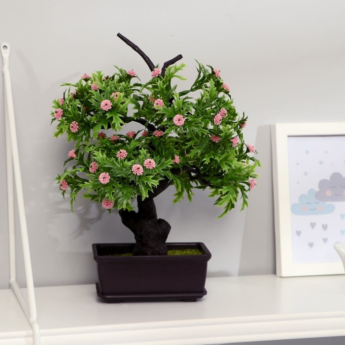 Бонсай Бонсай "Азорелла" 12х28 см, микс