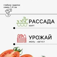 Семена Томат &laquo;Жемчужина Сибири&raquo;, 0.08 г, &laquo;Агросс&raquo;