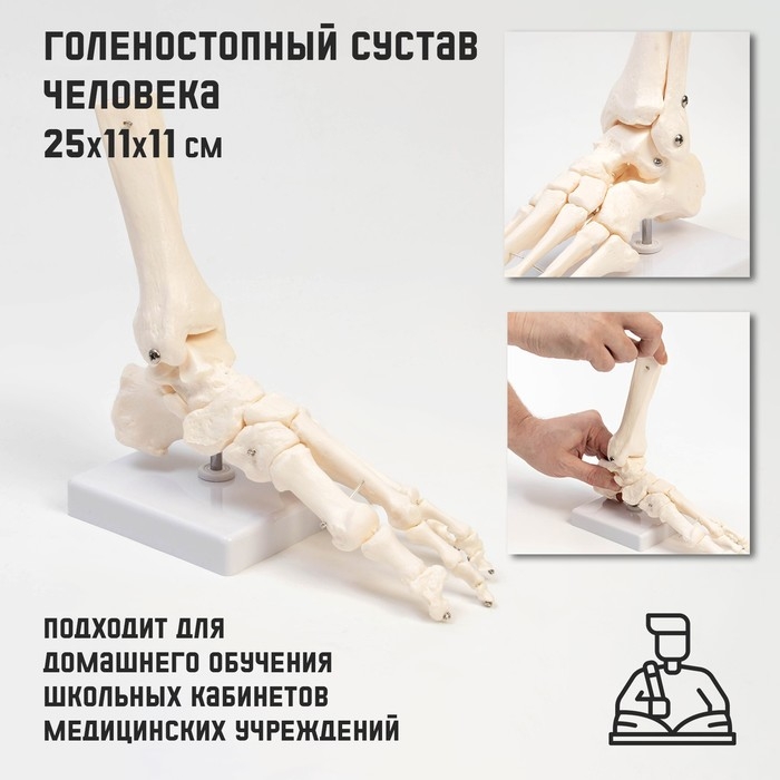 Макет  Макет "Голеностопный сустав" 25*11*11см