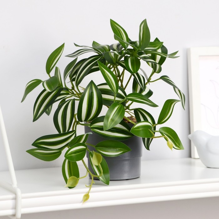 Бонсай в горшке Бонсай в горшке "Традесканция расписная" 7,5х16 см