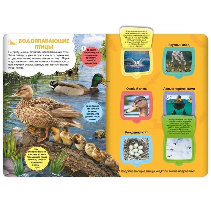 Книжка с окошками «Луг и пруд» Книжка с окошками «Луг и пруд»