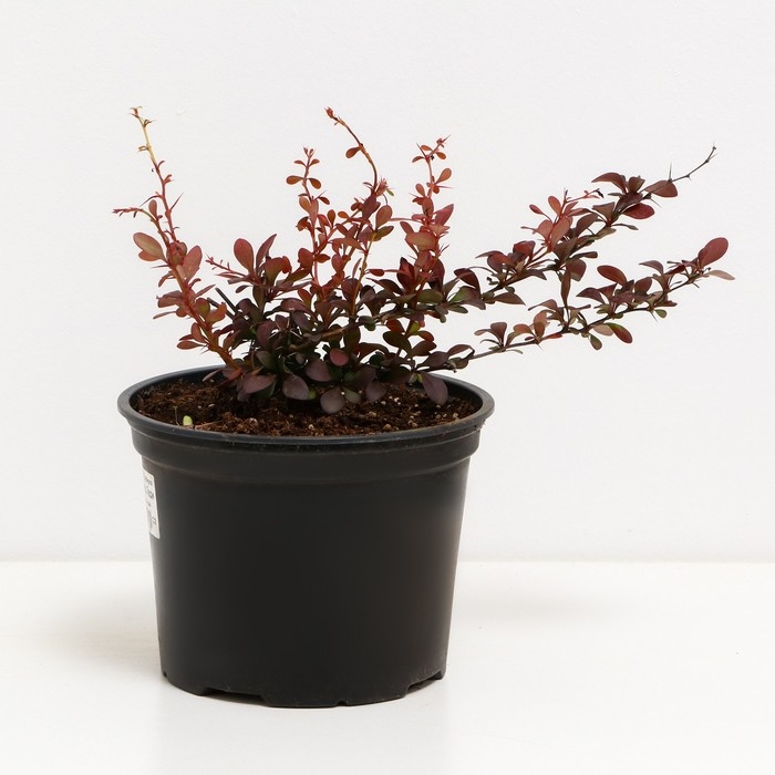 Барбарис Тунберга Дартс Ред Леди, С2 горшок, Н10-50 высота, 1 шт, Осень 2024 Барбарис Тунберга Дартс Ред Леди, С2 горшок, Н10-50 высота, 1 шт, Осень 2024