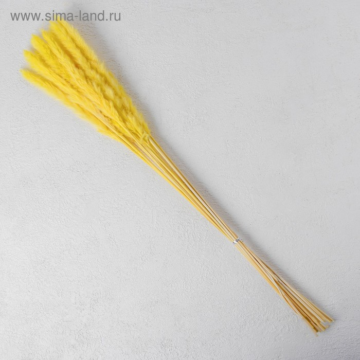 Сухоцвет &laquo;Камыш&raquo; набор 15 шт, цвет жёлтый