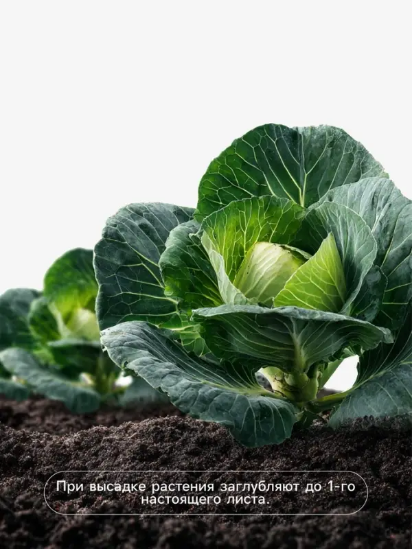 Семена Капуста &laquo;Галакси&raquo;, F1, 10 шт., &laquo;Агросс&raquo;