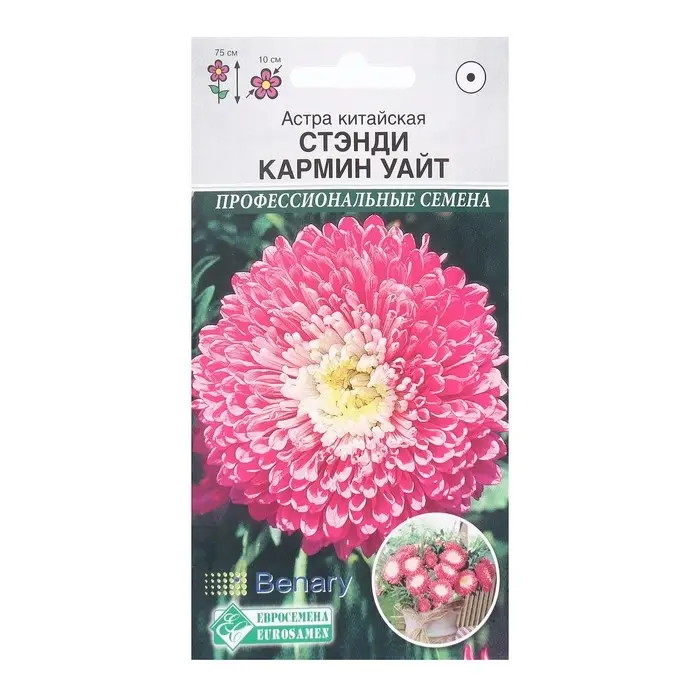 Семена Цветов Астра китайская Стэнди Кармин Уайт, 10 шт Семена Цветов Астра китайская Стэнди Кармин Уайт, 10 шт
