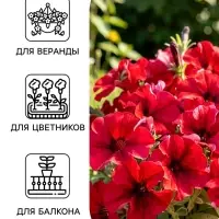 Семена цветов Петуния грандифлора &laquo;Аладдин&raquo; бордовая, 30 шт.