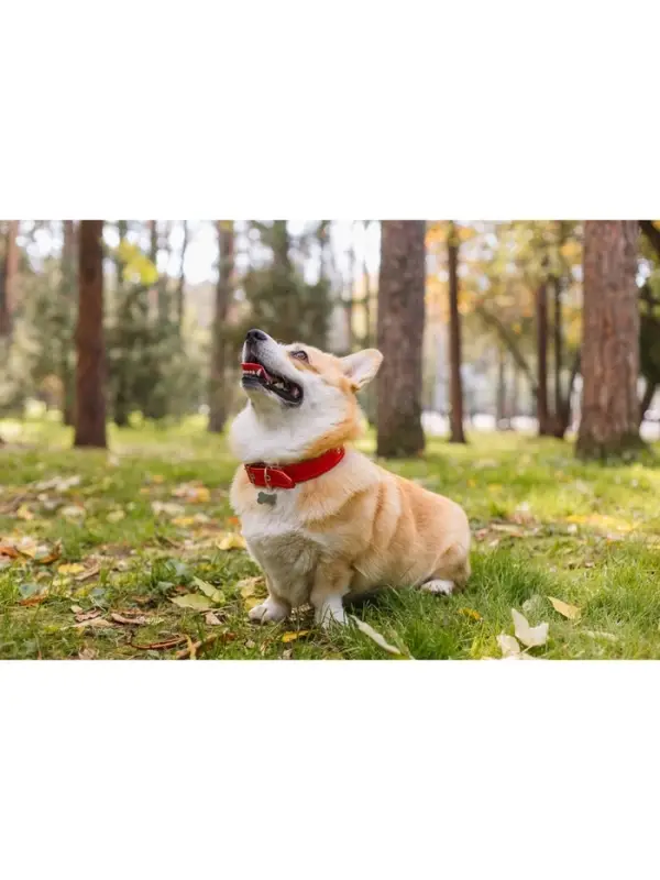 Ошейник кожаный на синтепоне, безразмерный, 65&times;3 см, ОШ 22-55 см, красный