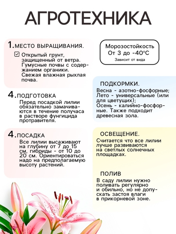 Лилия Махровая Flore Pleno, луковица в пакете с перфорацией, р-р 12/14, 2 шт.