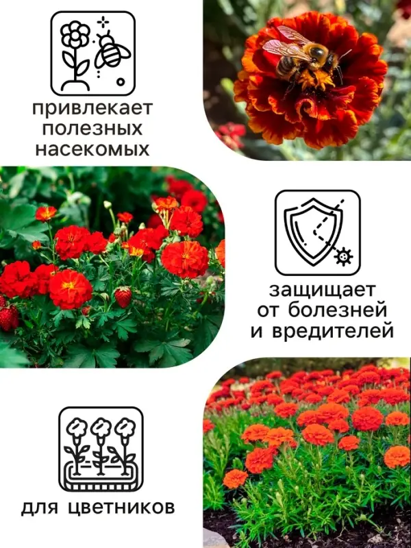 Семена цветов Календула махровая  Семена цветов Календула махровая "Ред виз блэк центр", 0,3 г