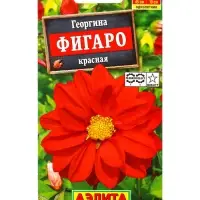 Семена цветов Георгина Фигаро махровая красная , Ц/П,7 шт. Семена цветов Георгина Фигаро махровая красная , Ц/П,7 шт.