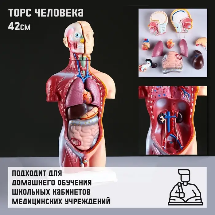 Анатомическая модель &laquo;Макет торса человека&raquo;, 42 см