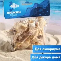 Набор ракушек Мурекс Трапа, 100 г