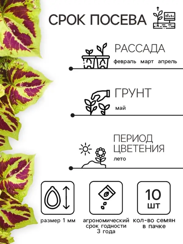 Семена цветов Колеус &laquo;Визард&raquo;, мозаика, &laquo;Семена Алтая&raquo;, цветной пакет, 5 шт.