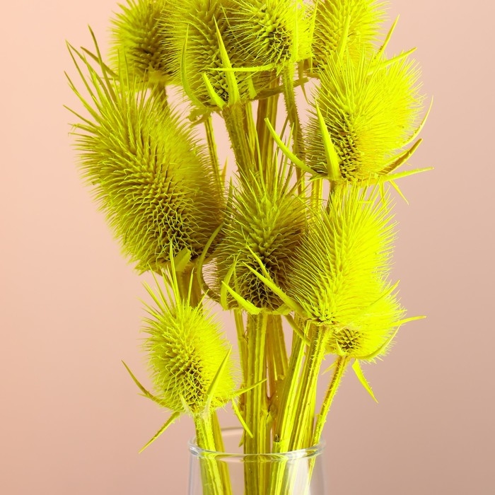 Набор сухоцветов Набор сухоцветов "Ворсянка", банч 7-8 шт, длина 50 (+/- 6 см), ярко-желтый