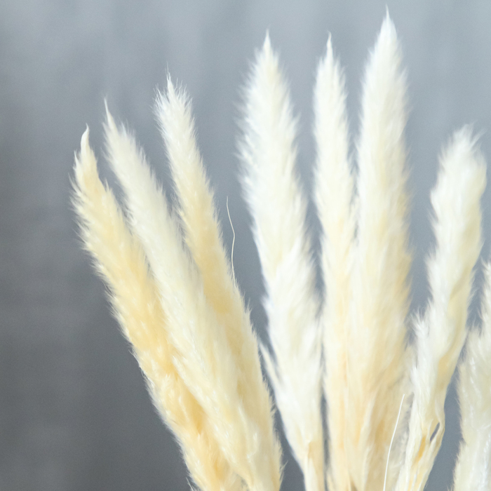 Сухоцвет &laquo;Камыш&raquo; набор 15 шт, цвет бежевый