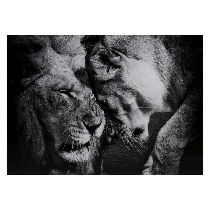 Картина-холст на подрамнике Картина-холст на подрамнике "Львиная семья" 50х70 см