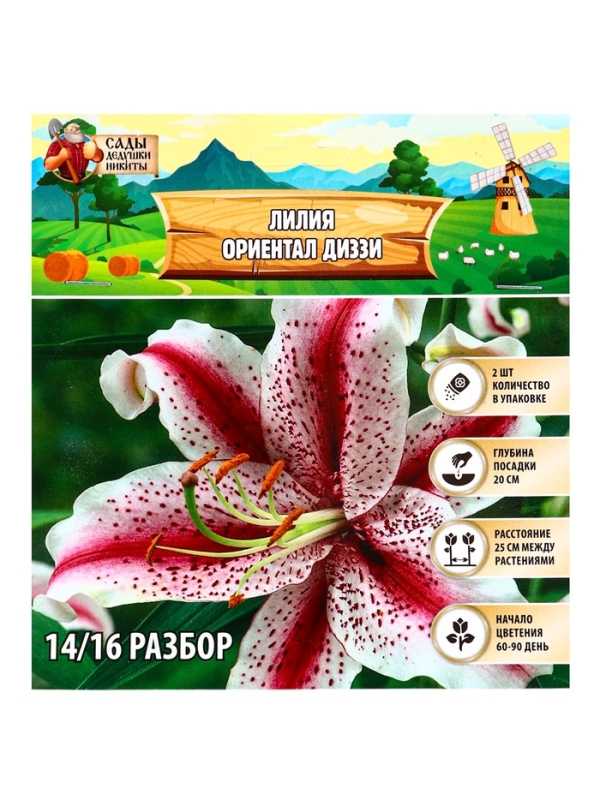 Лилия «Ориентал Диззи», луковица в пакете с перфорацией, р-р 14/16, 2 шт.