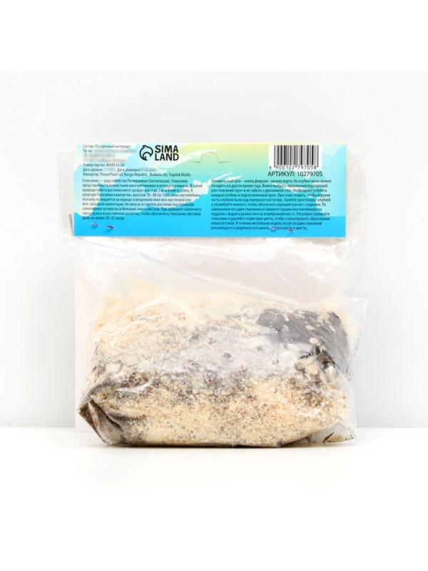 Глоксиния «Голливуд», многолетник, комнатный, луковица в пакете с перфорацией, р-р 5/6, 2 шт.