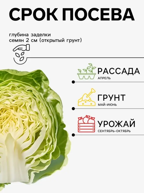 Семена Капуста белокочанная &laquo;Колобок&raquo;, F1, 0.1 г, &laquo;Гавриш&raquo;