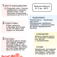 Флокс «Крем де ля Крем» корневище в пакете с торфогрунтом, р-р I, 2 шт.