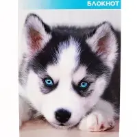 Набор блокнотов А6 40л кл на скобе Котята и щенята, мел карт, 4В 20шт