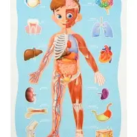 Большой подарок выпускнику детского сада. 7в1.