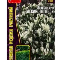 Семена цветов Лавровишня &laquo;Лекарственная&raquo;, 3 шт. &laquo;Григорьев&raquo;