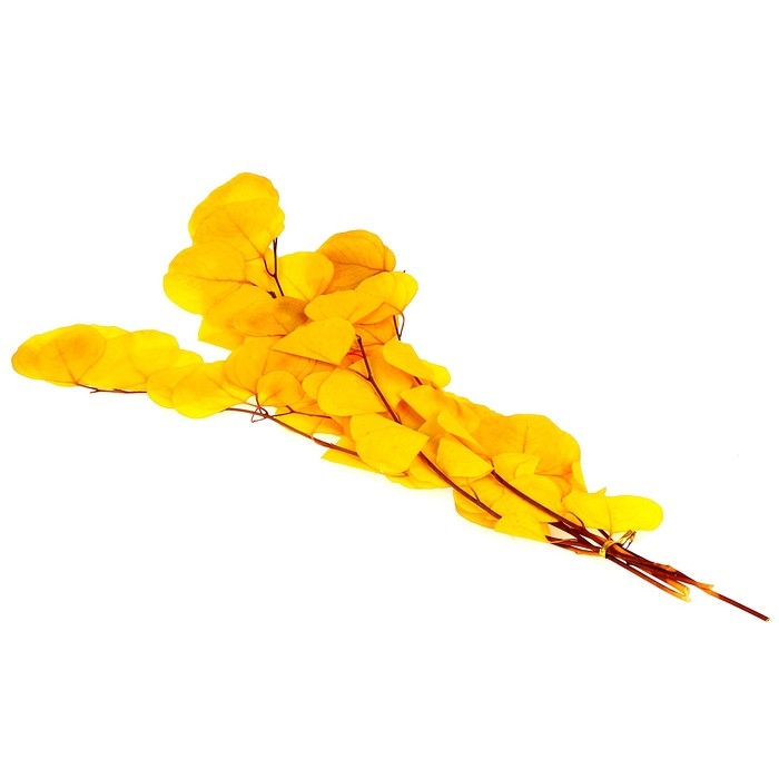 Сухоцвет персикого дерева, 50 г, длина — 70 см, цвет жёлтый Сухоцвет персикого дерева, 50 г, длина — 70 см, цвет жёлтый