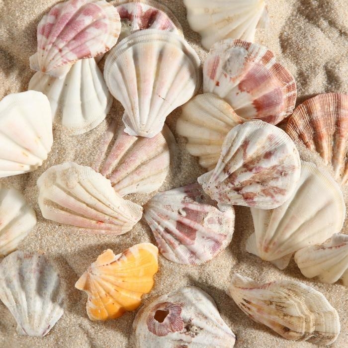 Набор ракушек, 4 - 5 см, 100 г Набор ракушек, 4 - 5 см, 100 г