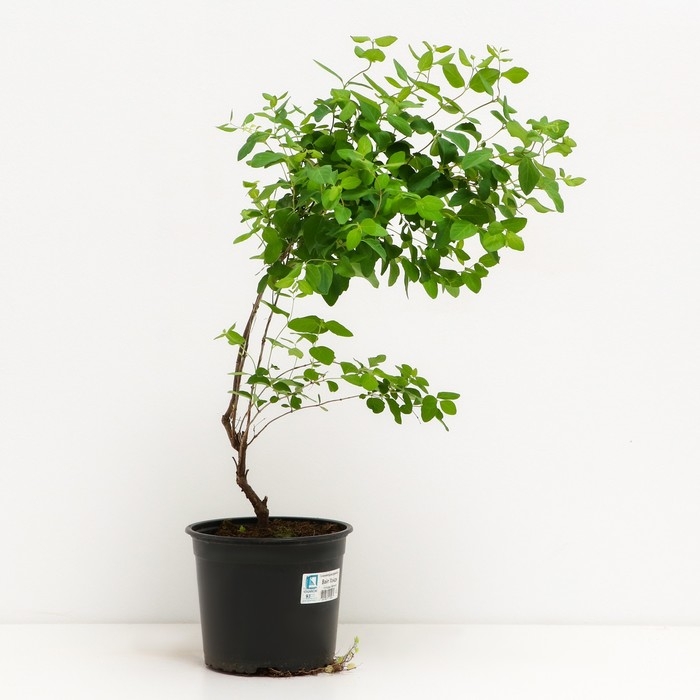 Снежноягодник доренбози Вайт Хэйдж, С2 горшок, Н10-50 высота, 1 шт, Лето 2024 Снежноягодник доренбози Вайт Хэйдж, С2 горшок, Н10-50 высота, 1 шт, Лето 2024