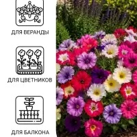Семена цветов Петуния &laquo;Гибридная смесь&raquo;, 0.05 г, однолетник, &laquo;Сембат&raquo;