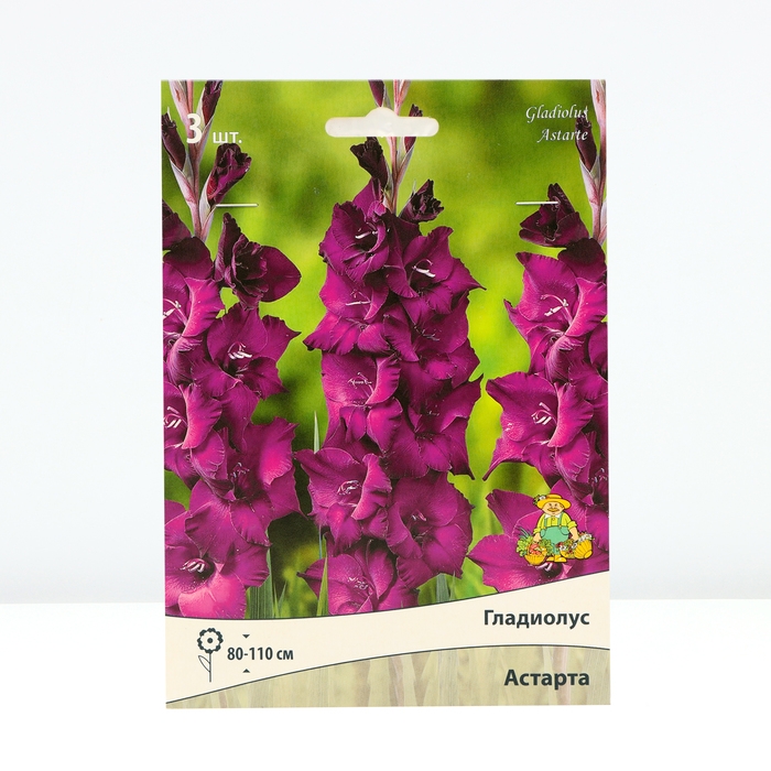 Гладиолус крупноцветковый «Астарта», луковица цветов в пакете с перфорацией, р-р 10/12, 3 шт.