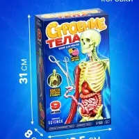 Набор для опытов по анатомии &laquo;Строение тела&raquo;, светится в темноте, с мягкими органами