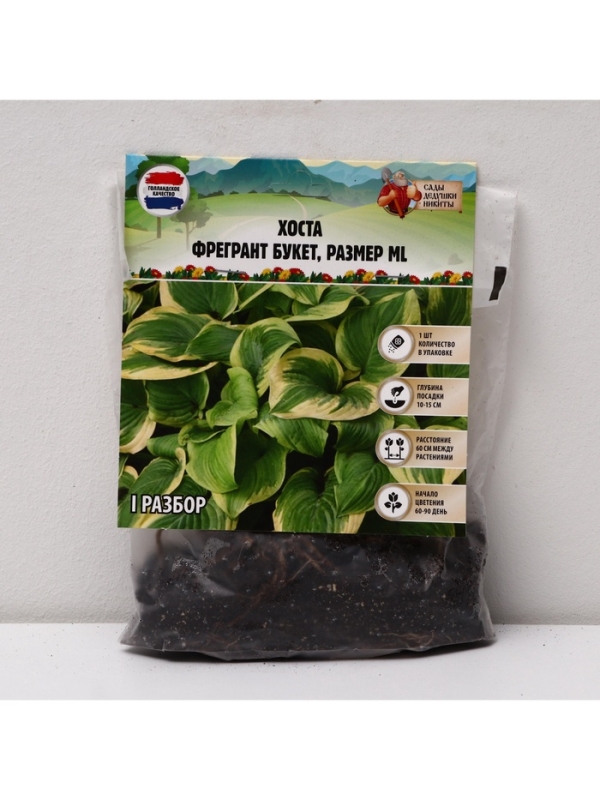 Хоста Fragrant Bouquet, корневище в пакете с торфогрунтом, р-р I, размер ML,1 шт.