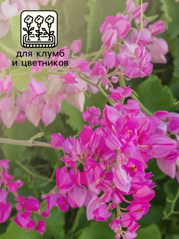 Семена цветов Антигонон &laquo;Лиана любви&raquo;, 5 шт., многолетник, &laquo;Гавриш&raquo;