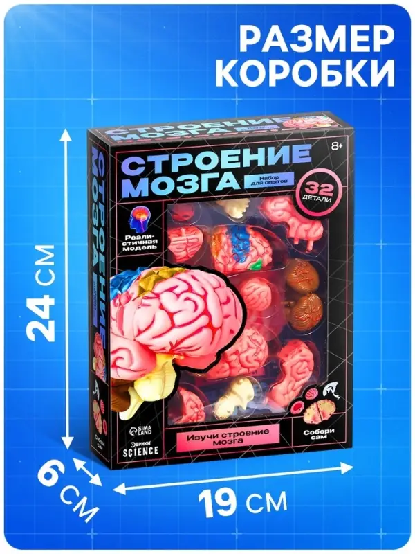 Набор для опытов &laquo;Строение мозга&raquo;, анатомическая модель