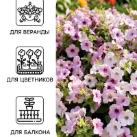 Семена цветов Петуния каскадная &laquo;Тайдал Вейв Сильвер&raquo; 5 шт.