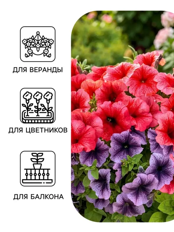 Семена цветов Петуния &laquo;Все звезды&raquo; F1, многоцветковая, смесь, драже, 7 шт. 1094